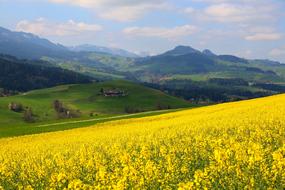 Spring meadow in Switzerland