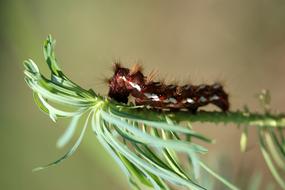 The Larva Brown Caterpillar macro photo