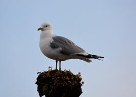 Animal Seagull Bird Close