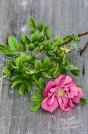 Close-up of the beautiful, wild, pink rose flower with green leaves, on the wooden surface