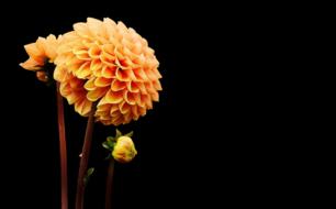 an unusual flower on a black background
