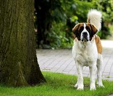 St Bernard Vigilant Dog in park