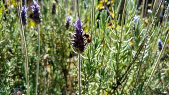 Bee Flowers Insect