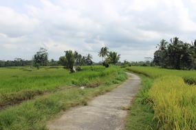 Rice Fields Farm