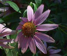 Echinacea Flower Cone