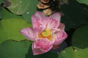 Water Lily Plant