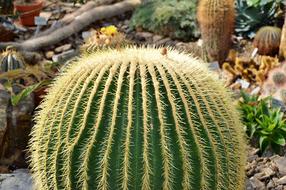 Cactus Spur Green