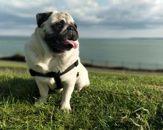 Pug Pugs Dog