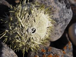 Starfish Sea Animal