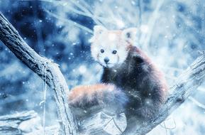 animal red panda snow art vintage