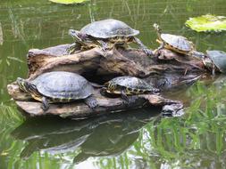 cute turtles on a log