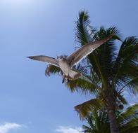 Seagull Bird Gull