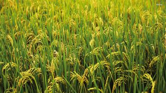 Close-up of the beautiful, yellow and green plants in the village