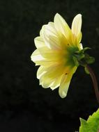 Yellow Flower Silhouette
