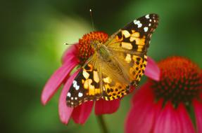 Butterfly Flower