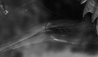 Black And White photo of Spider in Nature