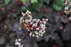 Flowers Summer Garden