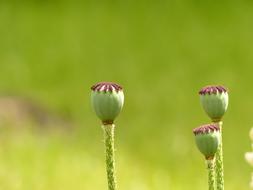 Poppy Capsules Flower