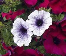 White and Blue Petunia flowers in the garden