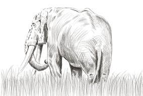 elephant nature pencil animal