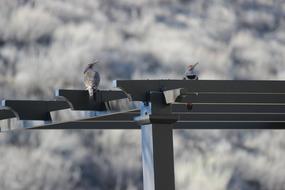 Bird Woodpecker Nature