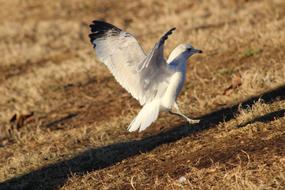 Seagull Bird Flight