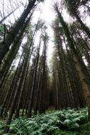 tall trees of the forest with a view of the sky