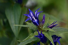 Gentiana Dolomites Alpine