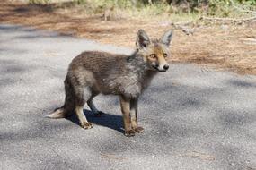 wild fox on the road