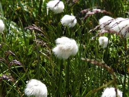White Alpine Cottongrass flowers