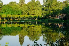 Lake Mirroring Trees