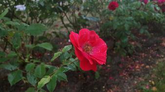 the red flower is lonely