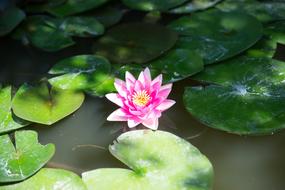 beautiful lonely lily in the pond