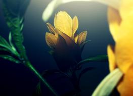 Flower Flowers Yellow