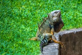 Iguana Reptile Wildlife