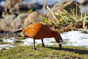 Duck Bird Snow