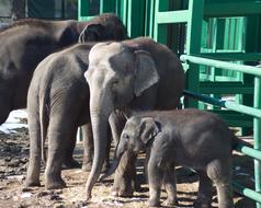 Elephant Baby Zoo