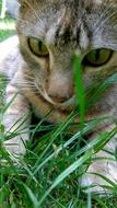 Cat Grass