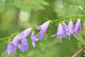 flowers on a stem garden