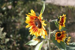 Sunflower Bee Blossom