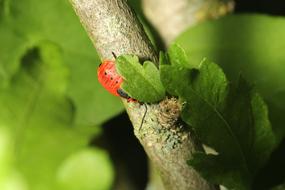 the red beetle hid behind a leaf