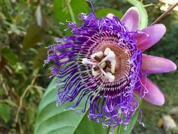 tropical purple flower