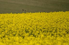 Swallow Rapeseed Spring