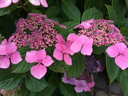 Flower Lacecap Hydrangea
