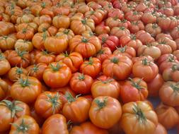 Colorful ripe tomatoes