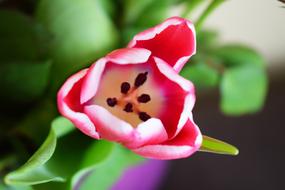 Flowers Bouquet Rose