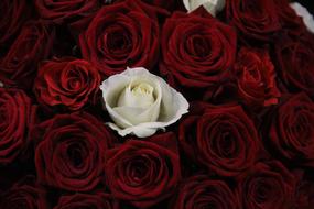 Red Roses and one white Rose