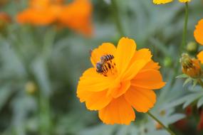 orange flower with beetle