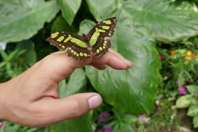 Butterfly Flower Foliage