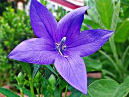 purple flower on a background of leaves